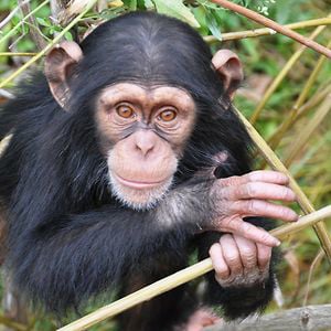 Profile picture for Little Rock Zoo