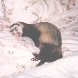Profile picture for gaze