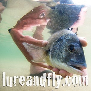 Profile picture for lureandfly.com