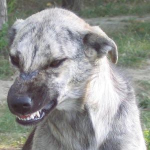 Profile picture for Mircea Andrei Ghinea