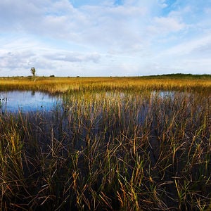Profile picture for Everglades Foundation