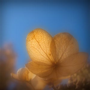 Profile picture for Amy Earl