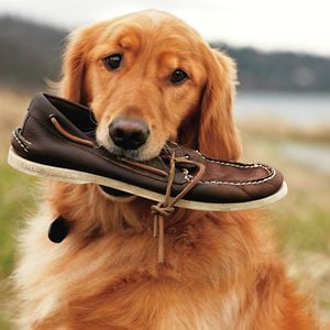Profile picture for Sperry Top-Sider