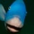 Aquaticmotionfilms