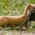 weaselsinthepark