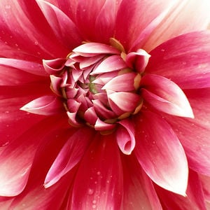 Profile picture for Art Gallery Fabrics