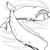 Aquatic Mammals