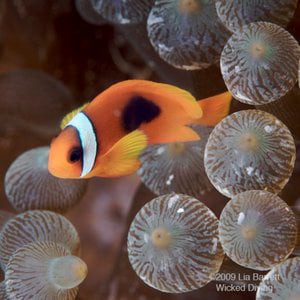 Profile picture for Wicked Diving