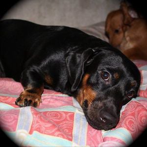 Profile picture for little miss pinkeye