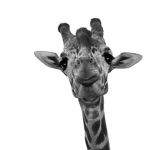 Profile picture for Anne Archambault
