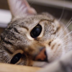 Profile picture for Toby The Cat