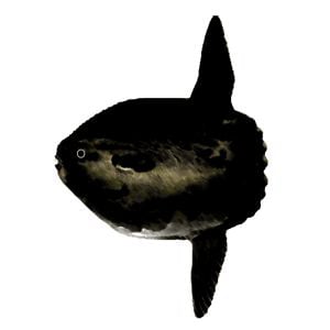 Profile picture for Poisson Lune Films