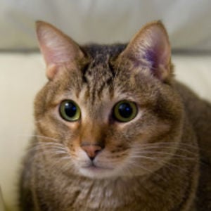 Profile picture for Herbert Kwong