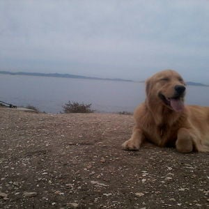 Profile picture for Adventure Dogs