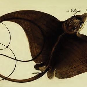 Profile picture for Ludwig päsentiert