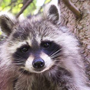 Profile picture for NaturesFairy