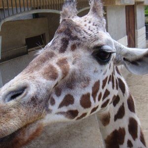 Profile picture for JCzeRIPPER