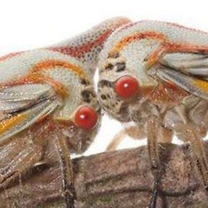 Profile picture for Meet Your Neighbours