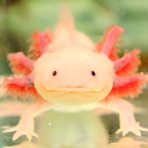 Profile picture for cronopio