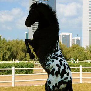 Profile picture for Sheikha Latifa Al Maktoum