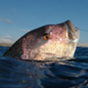Profile picture for labrax