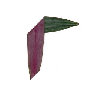 Profile picture for Weiwei Liang