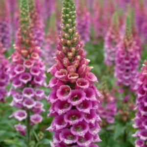 Profile picture for Digitalis at Harpeth Hall