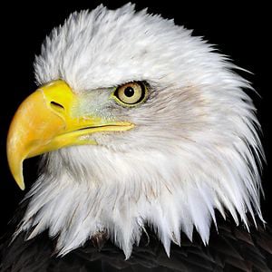 Profile picture for Simon Cheng