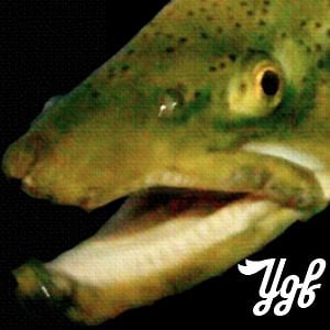 Profile picture for Yukon Goes Fishing