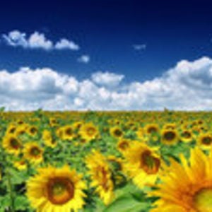 Profile picture for VT Young Adult Advisory Team