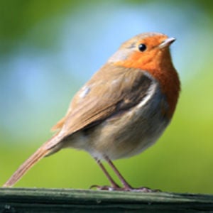 Profile picture for Simbird Simon Birds Wildlife UK