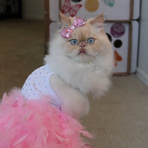 Profile picture for Luna the Fashion Kitty