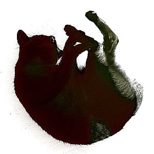 Profile picture for Francisco Santacruz