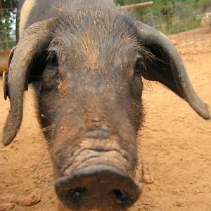 Profile picture for Spannocchia Foundation