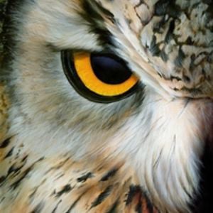 Profile picture for No Upper Limit