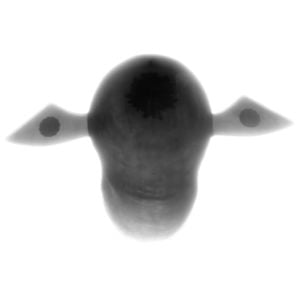 Profile picture for Grégoire Dupond