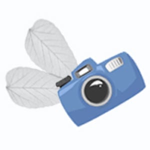 Profile picture for Shoot Fly Shoot