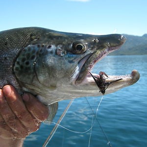 Profile picture for Pescandoenpatagonia.com