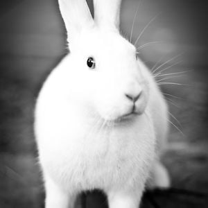 Profile picture for HRS Rabbit Center