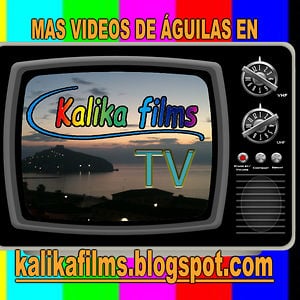 Profile picture for Kalika Films