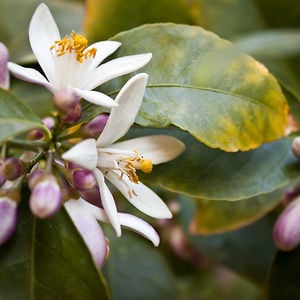 Profile picture for ASU Herbarium