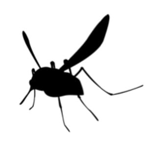Profile picture for mosqito's world