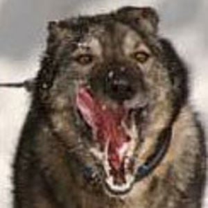 Profile picture for Kyle Hopkins (khopkins@adn.com)
