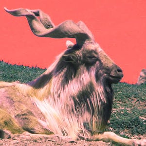 Profile picture for David Reinhold
