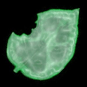 Profile picture for Jules Gompertz