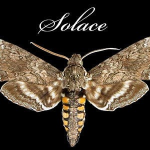Profile picture for Solace Moth