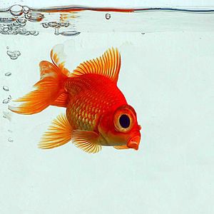 Profile picture for Chuck Fadely