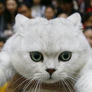 Profile picture for icekj