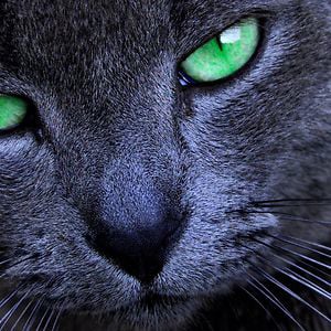 Profile picture for Channaronk Chill