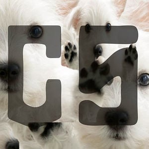 Profile picture for Crispy Stream